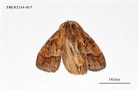 藏品(腎毒蛾)的圖片